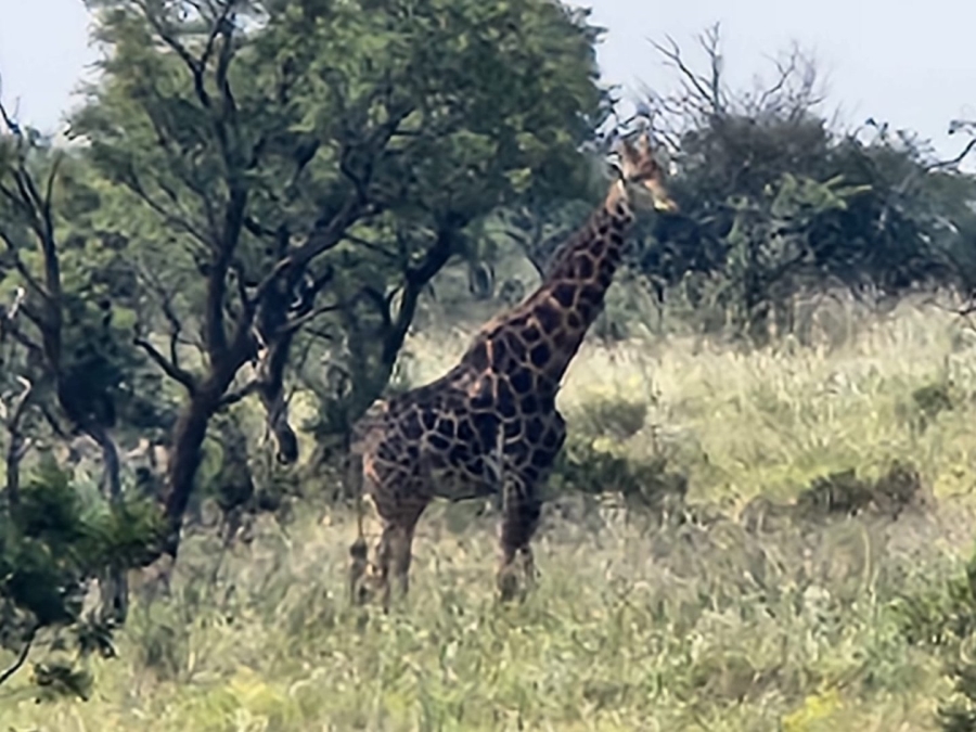 Commercial Property for Sale in Lekwena Wildlife Estate North West